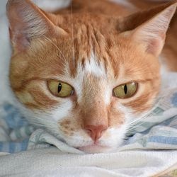 Boli ale ganglionilor limfatici la pisici () - totul despre pisici și pisici cu dragoste
