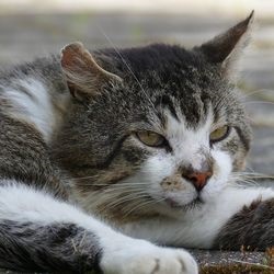 Boli ale ganglionilor limfatici la pisici () - totul despre pisici și pisici cu dragoste