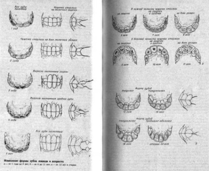 Boli ale dinților calului - site despre cai
