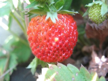 Căpșunile și căpșunile cresc din semințe - kladovochka