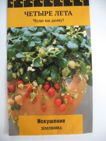 Căpșunile și căpșunile cresc din semințe - kladovochka