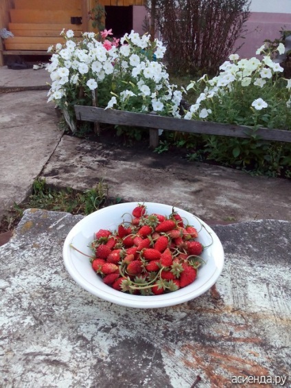 Căpșuni din semințe - rezultatul unui grup de paturi