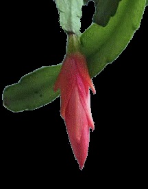 Zigokaktus sloumberbera sau Decembrist - cultivarea, reproducerea și înflorirea