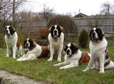 Câteva rase de câini din Rusia,