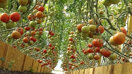 10 Cele mai interesante fapte despre tomate!