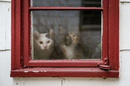 30 Macska várta, hogy a tulajdonosok visszatérjenek az ablakhoz