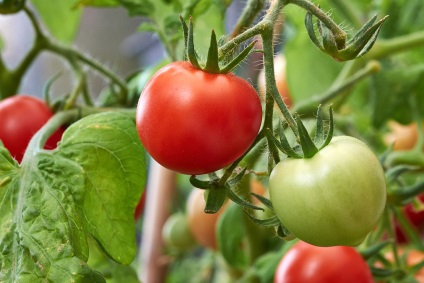 5 moduri simple de a ajuta tufele de tomate pentru a da 100%