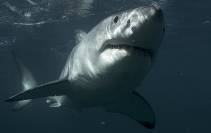 7 A legrettenetesebb cápa támadások a történelemben