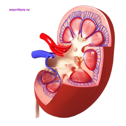 Termenul medical al bolii Addison