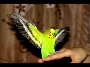 Alergii la papagali la manifestările copiilor și adulților, la simptome, precum și la terapiile eficiente