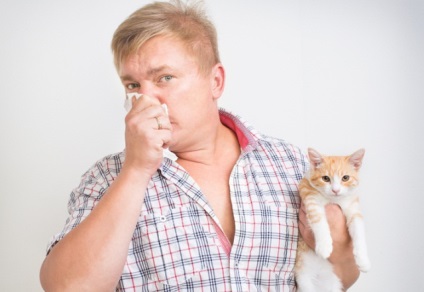 Allergiák kutyáknak és macskáknak