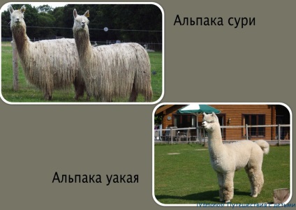 Alpaca și lama