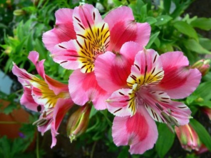 Alstroemeria върху снимка