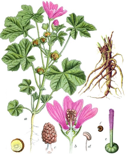 Althaea officinalis