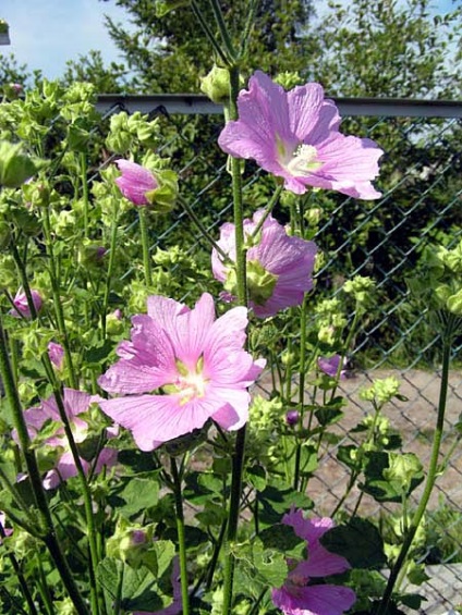 Althaea officinalis