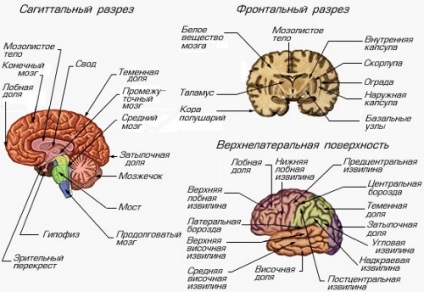 Anatomia și fiziologia creierului