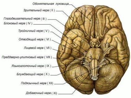 Anatomia și fiziologia creierului