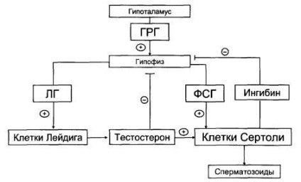 Anatomia și fiziologia sistemului reproductiv masculin