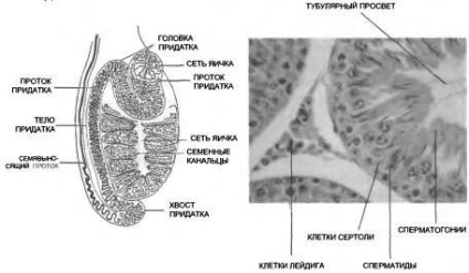 Anatomia și fiziologia sistemului reproductiv masculin