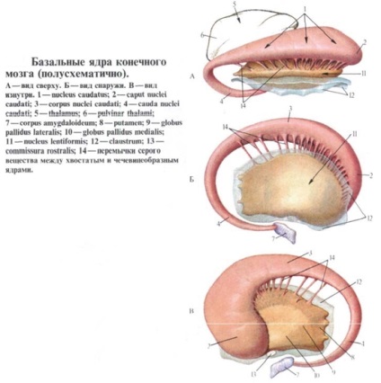 Anatomia sistemului striopalidic
