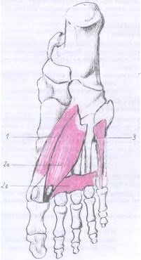 Caracteristici anatomice și fiziologice ale mușchilor piciorului