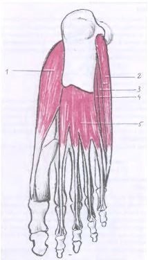 Caracteristici anatomice și fiziologice ale mușchilor piciorului