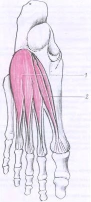 Caracteristici anatomice și fiziologice ale mușchilor piciorului