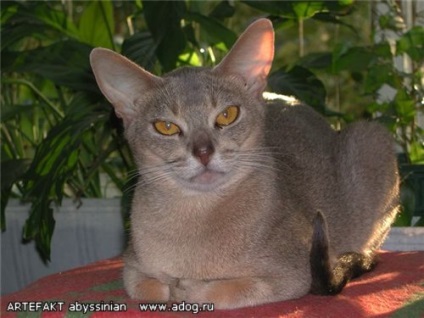 Artefakt - catelus de pisici abisinian - pisici, pisici, pisici - și nu numai