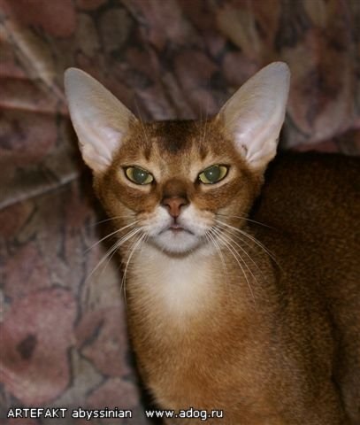Artefakt - catelus de pisici abisinian - pisici, pisici, pisici - și nu numai