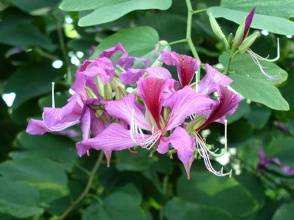 A Bauchinia egy 