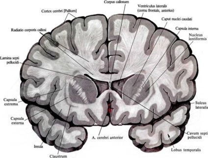 Bazele nucleului creierului, anatomia în imagini