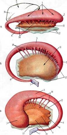 Bazele nucleului creierului, anatomia în imagini