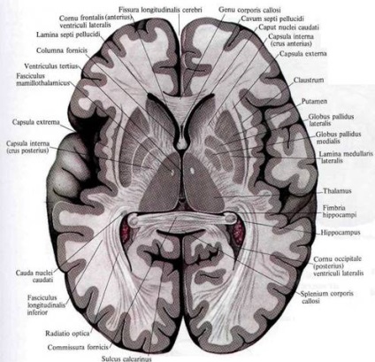 Bazele nucleului creierului, anatomia în imagini