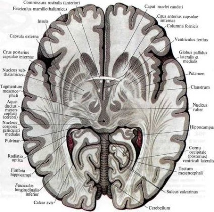 Bazele nucleului creierului, anatomia în imagini