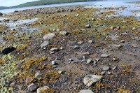 Marea albă - gandwig (golf alb sau golful de monștri)