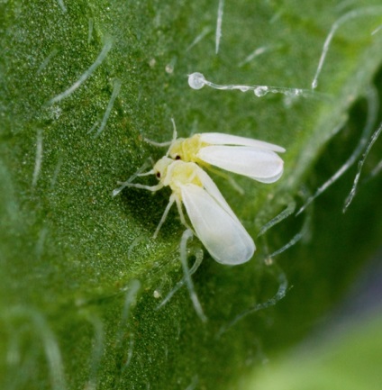 Whitefly în seră cum să scapi de remedii folclorice, cum să lupți cu drogurile, cauze, fotografii,