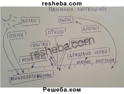 Biogeocenoses és biocenoses