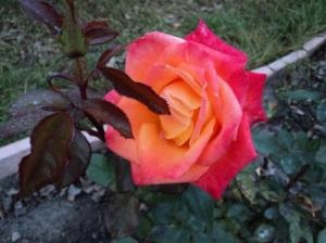 Boli de trandafiri, totul despre flori și plante utile