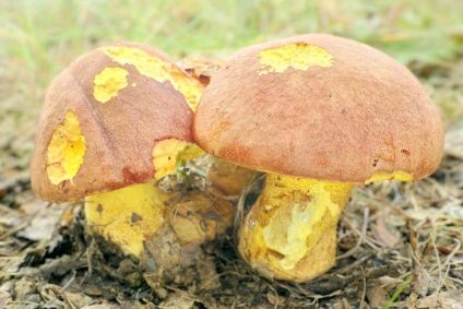 Borovik - fotografie, descriere, tipuri de ciuperci