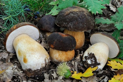 Borovik - fotografie, descriere, tipuri de ciuperci