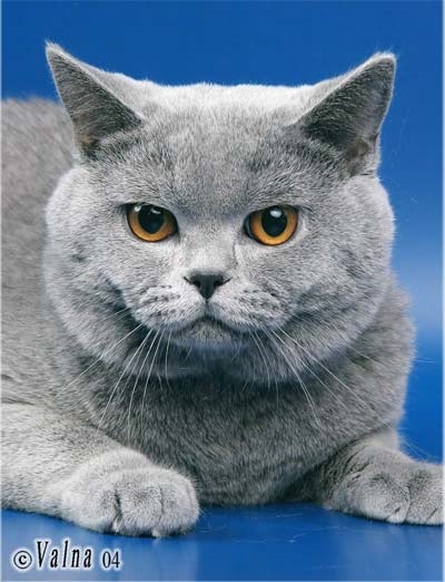 British Shorthair