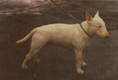 Bull terrier - descrierea rasei de câine - mișcarea minții