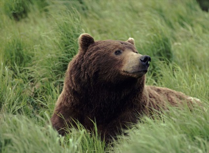 Animal Kingdom, știri despre fotografii