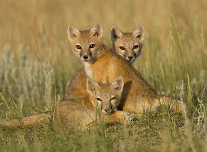 Animal Kingdom, știri despre fotografii