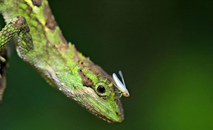 Animal Kingdom, știri despre fotografii