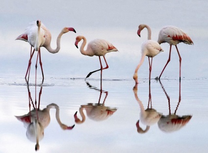 Animal Kingdom, știri despre fotografii