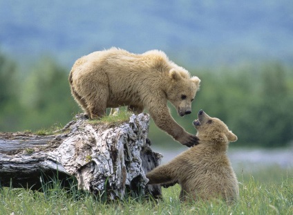 Animal Kingdom, știri despre fotografii