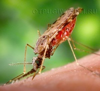 Decât țânțarul