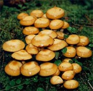 Ceea ce distinge ciupercile de vară și de toamnă este cum să distingem agarele de miere de vară de cele de toamnă