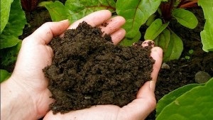 Cum să fertilizeze terenul în toamnă, dacă nu există gunoi de grajd